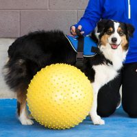FitPAWS_DOG-TRAXPeanut4