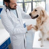 dog_hospital_st_petersburg