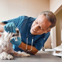 i-wont-hurt-you-kind-veterinar-checking-teeth-small-dog-lying-scaled