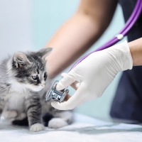 kitten-and-vet._Maria-Sbytova_Shutterstock-760x506-2