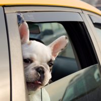 pet-in-taxi