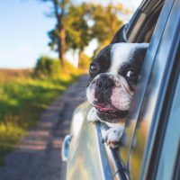 pexels-freestocksorg-134392-scaled
