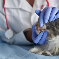 vet-is-checking-cat-s-teeth-scaled
