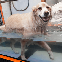 watertreaddog